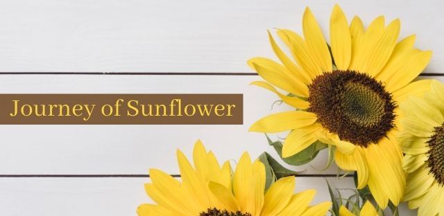 Journey of Sunflower
