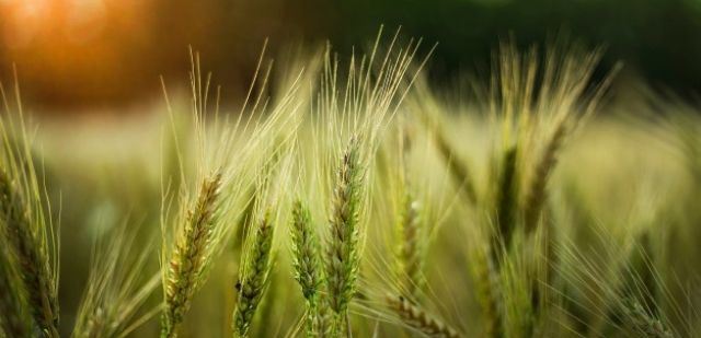 Wheat Products